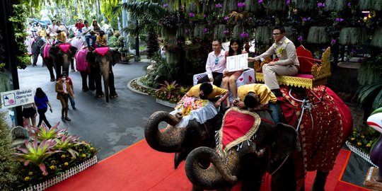 Hari Valentine, Puluhan Pasangan Menikah di Punggung Gajah Thailand