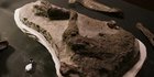Peneliti Temukan Kaki Dinosaurus yang Putus Dihantam Asteroid 66 Juta Tahun Lalu