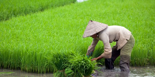 Desa Prasejarah di China Ungkap Sejak Kapan Manusia Makan Nasi