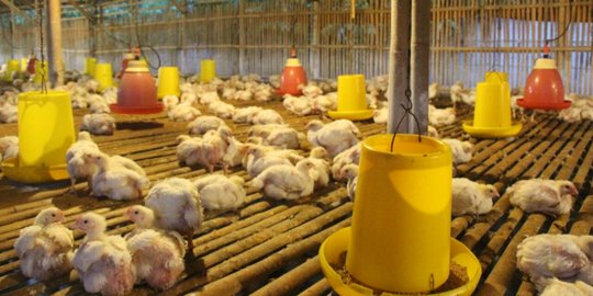 BUMN PPI Bakal Serap 451.000 Kg Ayam Hidup dari Peternak di 2023