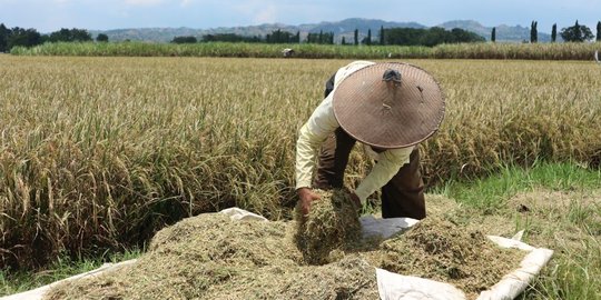 Ada Aturan Baru soal Penyaluran Pupuk Subsidi, dari Jenis Hingga Petani yang Berhak