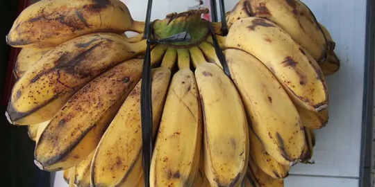 Kenali Manfaat Pisang Kepok untuk Maag, Bantu Redakan Nyeri