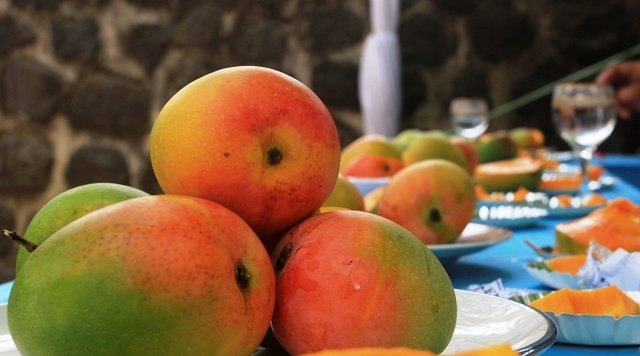 mangga gedong gincu