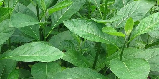 Manfaat Daun Afrika dan Cara Minumnya, Ramuan Herbal Kaya Khasiat