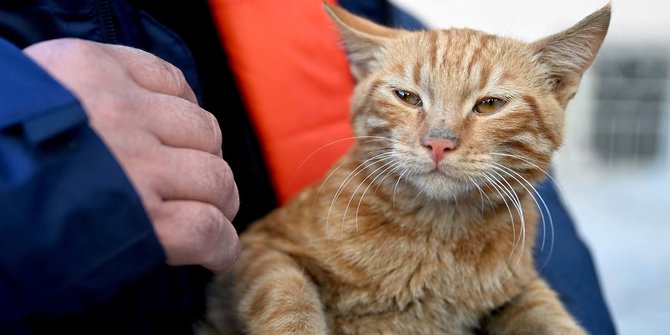 Kisah Ajaib Kucing Oren Selamat Setelah 10 Hari Tertimpa Reruntuhan Gempa Turki