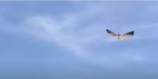 Burung Mati Ini Diawetkan dan Dirancang Kembali untuk Dibuat Drone