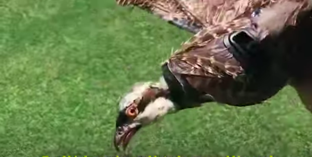 burung mati ini diawetkan dan dirancang kembali untuk dibuat drone