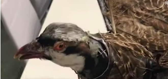 burung mati ini diawetkan dan dirancang kembali untuk dibuat drone