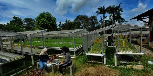 Kiprah Petani Milenial Berkebun Hidroponik di Depok