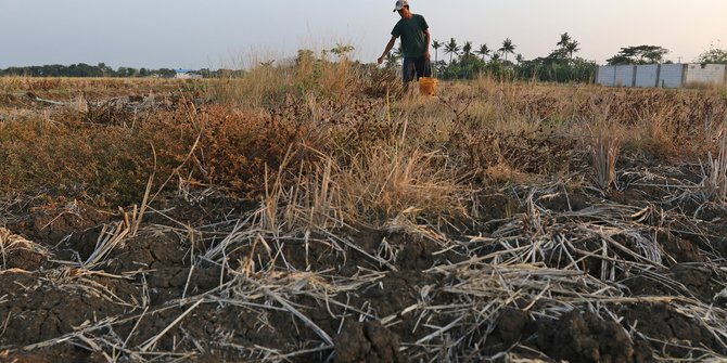 BMKG Prediksi Indonesia Bakal Krisis Pangan Dampak Kekeringan dan Perubahan Iklim