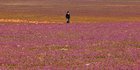 Warga Arab Saudi Gempar Lihat Gurun Pasir Ditumbuhi Bunga Lavender