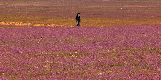 Warga Arab Saudi Gempar Lihat Gurun Pasir Ditumbuhi Bunga Lavender