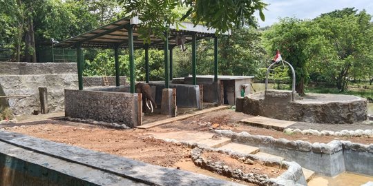Seekor Gajah di Semarang Zoo Mati Akibat Sakit Gigi Hingga Gagal Ginjal