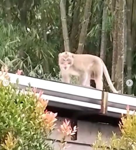 monyet turun ke pemukiman warga lereng merapi