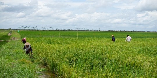 Harga Gabah untuk Panen Raya Maret 2023 Diputuskan Naik