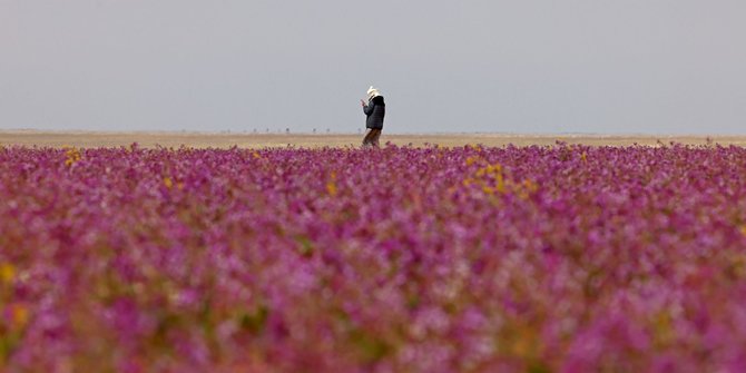 Mengenal Fenomena Desert Bloom yang Bikin Gurun di Arab Saudi Jadi Padang Lavender