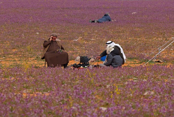 gurun di arab saudi ditumbuhi bunga lavender usai hujan lebat