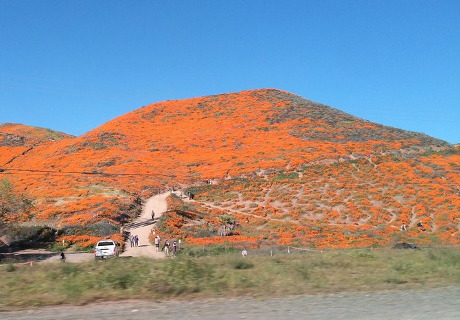 fenomena superbloom di riverside county california pada 2019