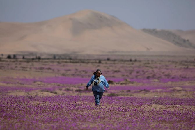 warga chile berjalan di gurun atacama saat desert bloom 14102021