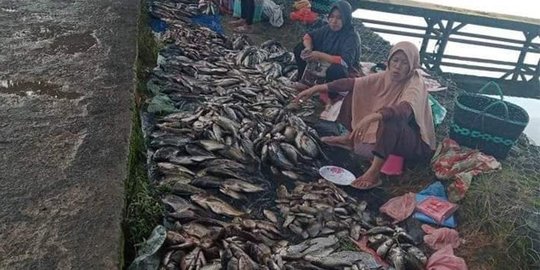 Siklus Ikan Mabuk Tiga Tahun Sekali Kembali Terulang, Warga OKU Langsung Panen