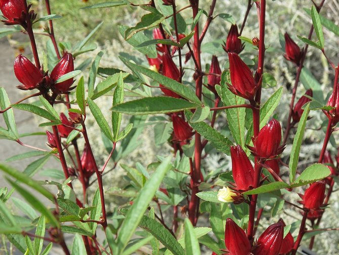 ilustrasi tanaman bunga rosella