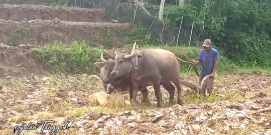 Masyarakat Sunda Punya Tradisi Pertanian Unik, Ajak Bicara Kerbau saat Bajak Sawah