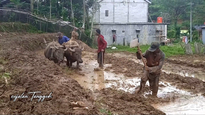 membajak sawah dengan kerbau