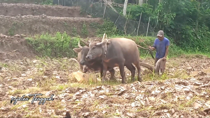 membajak sawah dengan kerbau