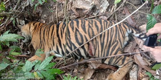 Harimau Ditemukan Mati di Aceh Timur Diduga Racun, di Lokasi Ada Serbuk Hitam