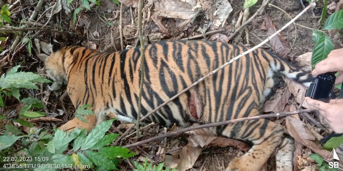 Harimau Ditemukan Mati di Aceh Timur Diduga Racun, di Lokasi Ada Serbuk Hitam