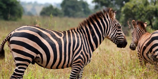 Ilmuwan Akhirnya Temukan Jawaban Mengapa Tubuh Zebra Belang Hitam-Putih