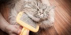 Bisa Dilakukan di Rumah, Begini Tips Melakukan Grooming Kucing yang Bisa Dicoba