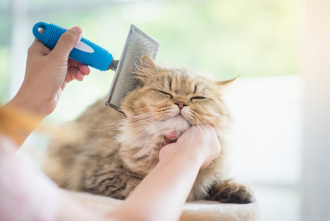 bisa dilakukan di rumah begini tips melakukan grooming kucing yang bisa dicoba