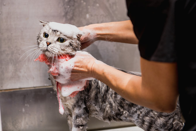 bisa dilakukan di rumah begini tips melakukan grooming kucing yang bisa dicoba