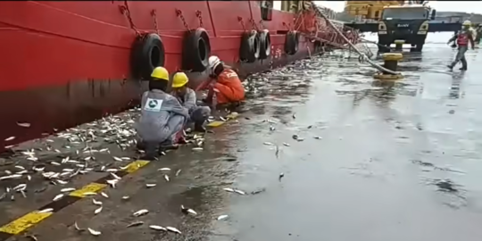 Fenomena Ikan Naik ke Daratan Terjadi di Jakarta, Bikin Heboh Pekerja Pelabuhan