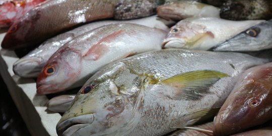 4 manfaat sehat yang bisa diperoleh dari konsumsi rutin ikan laut
