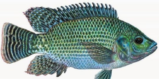 merah dan ikan mujair