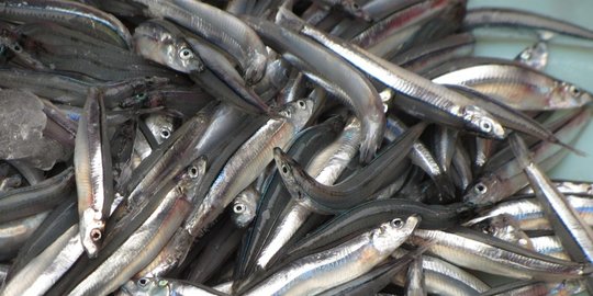 dan ikan kerapu