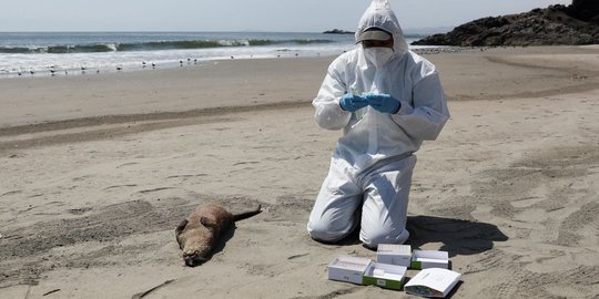 Wabah Flu Burung, Ratusan Burung dan Mamalia Laut Mati Terdampar di Pantai Peru