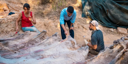 Pria Ini Tak Sengaja Temukan Fosil Dinosaurus Terbesar Di Halaman ...