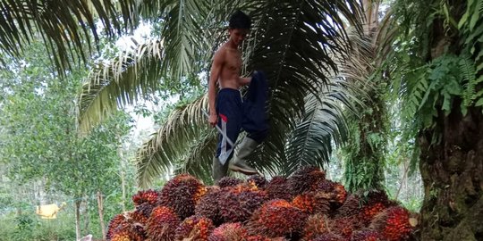 Strategi Petani Kelapa Sawit Lawan Uni Eropa di WTO