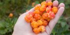 7 Manfaat Cloudberry bagi Kesehatan, Baik untuk Jantung dan Pencernaan