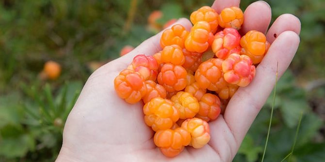 7 Manfaat Cloudberry bagi Kesehatan, Baik untuk Jantung dan Pencernaan