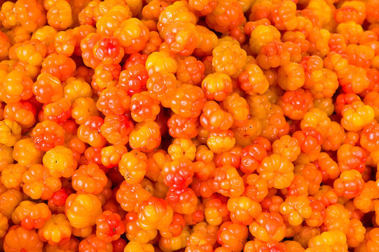 ilustrasi cloudberry