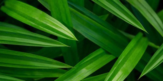 7 Manfaat Daun Pandan untuk Rambut dan Cara Mengolahnya, Bantu Atasi Kerontokan