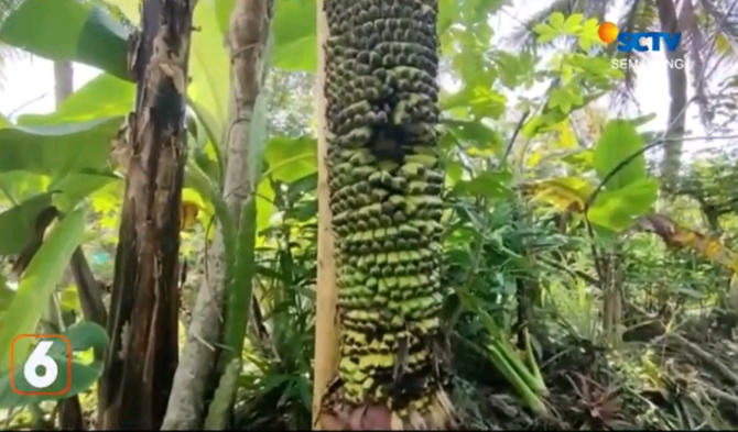 pohon pisang unik di cilacap