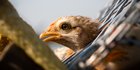 Antisipasi KLB Flu Burung, Pemprov DKI Perketat Pengawasan Lalu Lintas Unggas