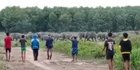 Puluhan Gajah Liar Masuk ke Perkebunan di OKI, Warga Diimbau Tanam Cabai atau Lemon