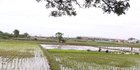 Pantauan Citra Satelit, 6.000 Hektare Sawah di Bekasi Terendam Banjir