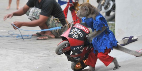 Eksploitasi Puluhan Tahun, Para Pengamen Topeng Monyet di Madiun Serahkan Kera